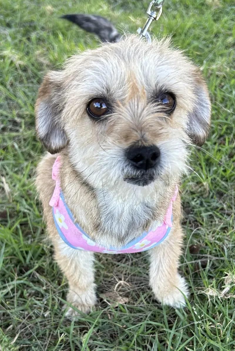 A baby small-sized female Apricot / Beige Norfolk Terrier dog named Sally for adoption in Bell Gardens, CA