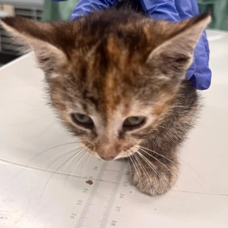 A baby small-sized female Calico Domestic Short Hair cat named Sloane Jr. for adoption in Wheeling, IL
