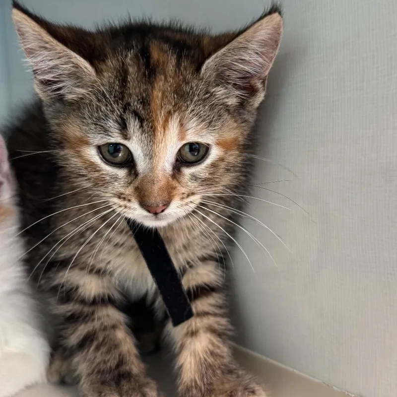 Sloane Jr. thumbnail 2