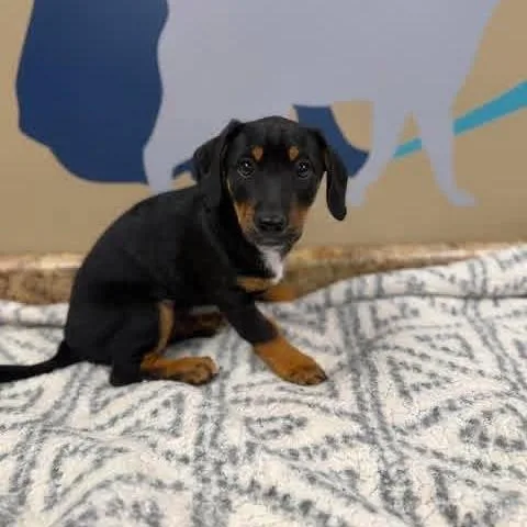 A baby medium-sized male Black and Tan Coonhound dog named Wally for adoption in Alexandria, VA