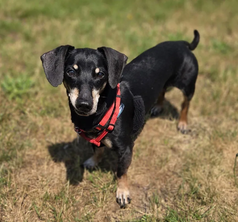 A senior small-sized male Dachshund dog named Hansel Taylor for adoption in Saunderstown, RI
