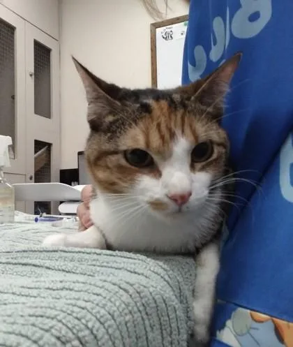 A baby small-sized female Domestic Short Hair cat named Diva for adoption in Palm Coast, FL