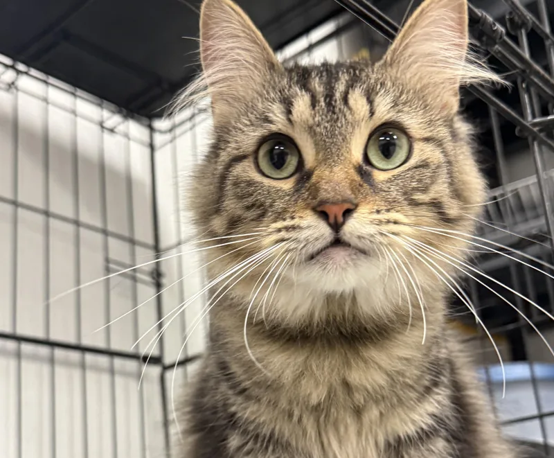 A young medium-sized female Tabby (Brown / Chocolate) Domestic Long Hair cat named Frosting for adoption in Youngstown, OH
