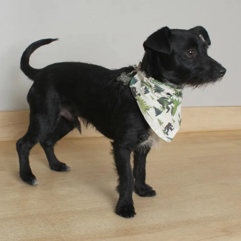 A young small-sized male Black Miniature Schnauzer dog named Trousers D for adoption in Minnetonka, MN