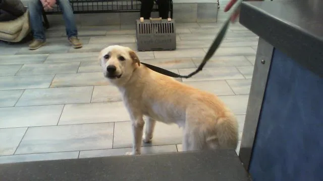 A young large-sized female Labrador Retriever dog named Blondie for adoption in Charlotte, NC
