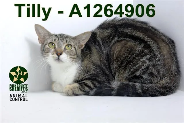 A young medium-sized female Domestic Short Hair cat named Tilly for adoption in Winter Haven, FL