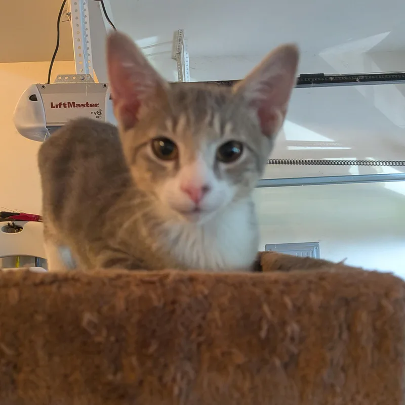 A baby small-sized male Domestic Short Hair cat named Jalen Brunson for adoption in Newburgh, NY