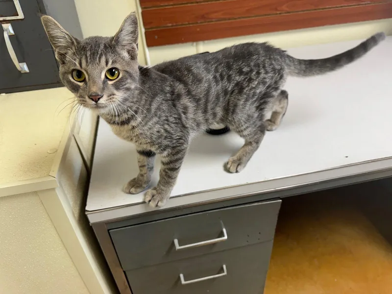 A young medium-sized male Tiger cat named Ringo for adoption in Austin, MN