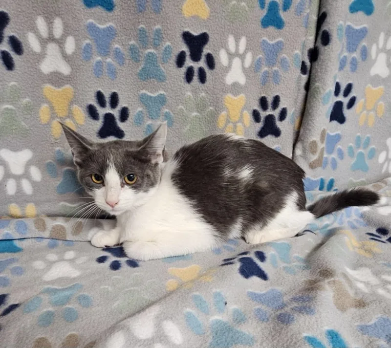 A baby medium-sized female Domestic Short Hair cat named Marie for adoption in Wabash, IN