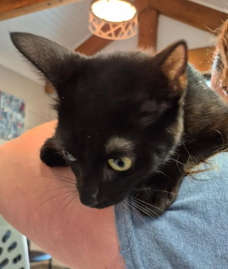 A young small-sized female Domestic Short Hair cat named Pippi for adoption in East Ridge, TN