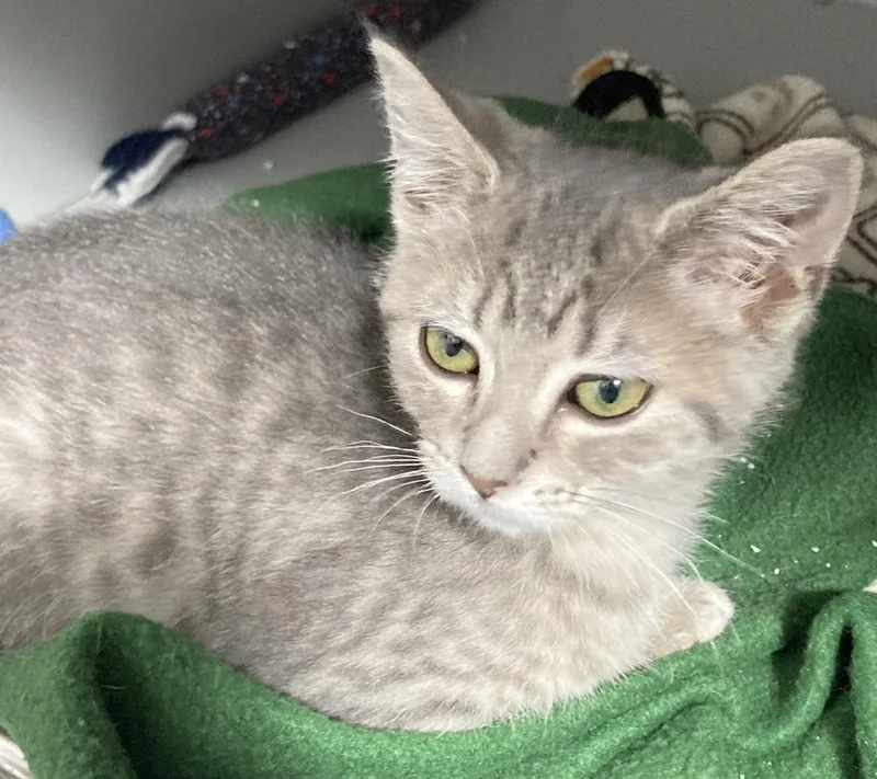 A baby small-sized female Gray / Blue / Silver Domestic Short Hair cat named Sweet Bell for adoption in Anoka, MN