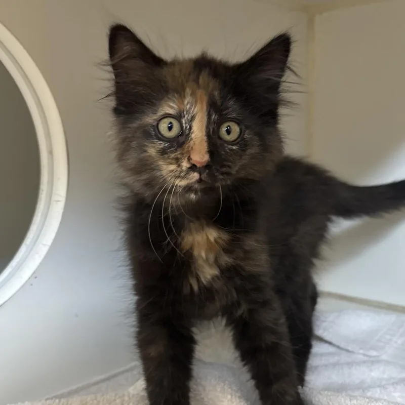A baby small-sized female Tortoiseshell Domestic Medium Hair cat named Kiley for adoption in Naperville, IL