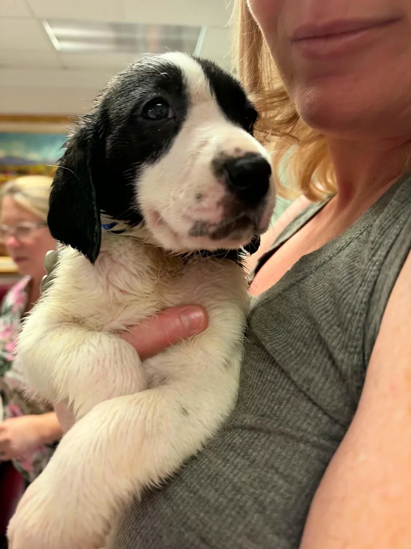 A baby large-sized male Anatolian Shepherd dog named Burton Halloween Litter for adoption in Holly Springs, NC
