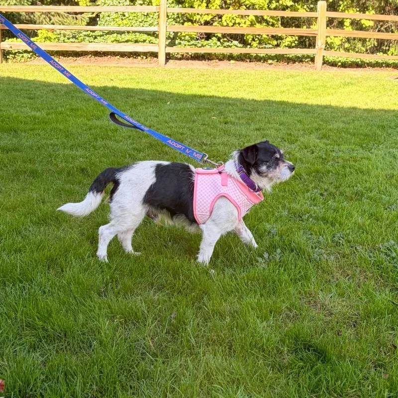 An adult small-sized male Parson Russell Terrier dog named Rodeo for adoption in Woodinville, WA