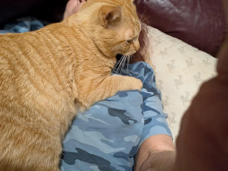 An adult large-sized male Orange / Red Domestic Short Hair cat named Mango Man Aka for adoption in Charlotte, NC