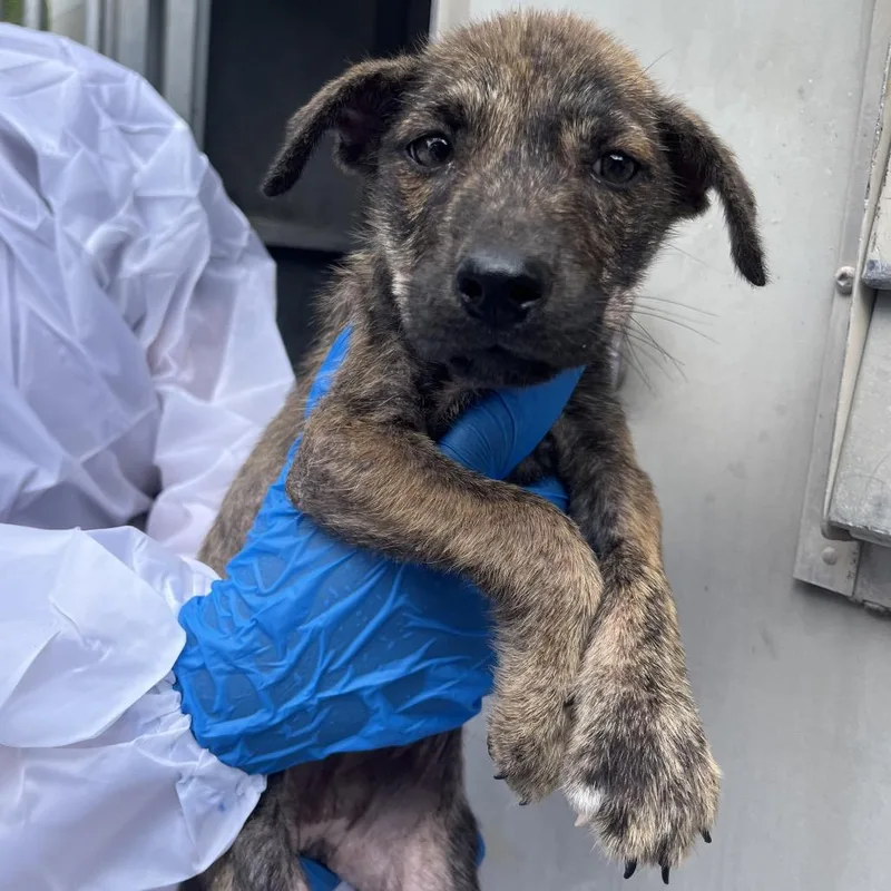 A baby small-sized female Shepherd dog named Lottie for adoption in Edinburg, TX