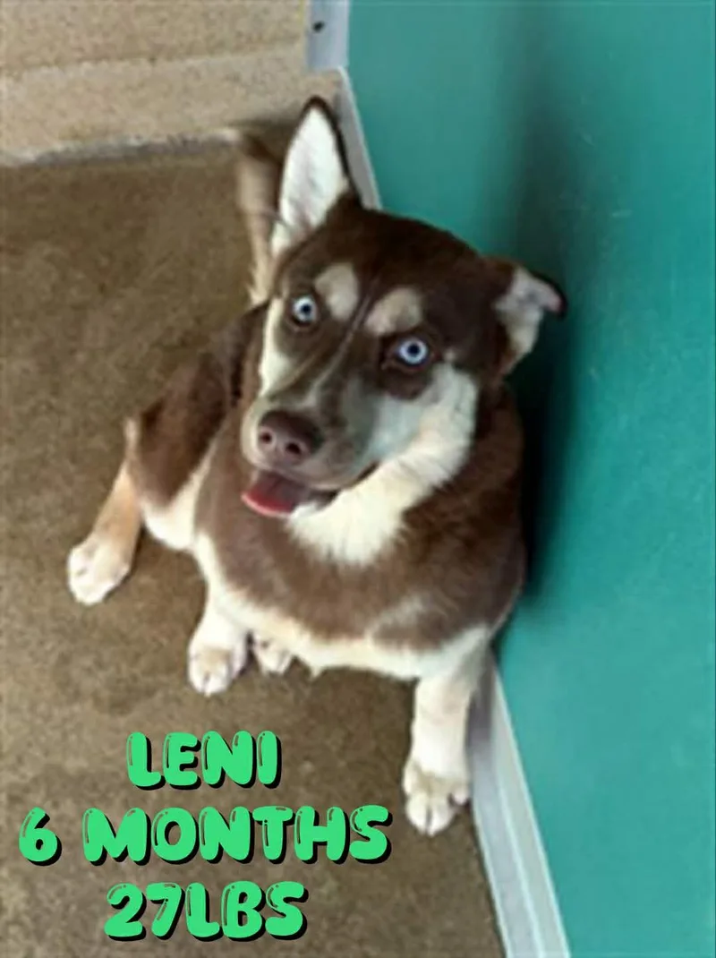 A young medium-sized male Husky dog named Leni for adoption in Holbrook, NY