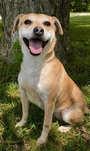 An adult medium-sized female Brown / Chocolate Labrador Retriever dog named Luna for adoption in Washington, DC