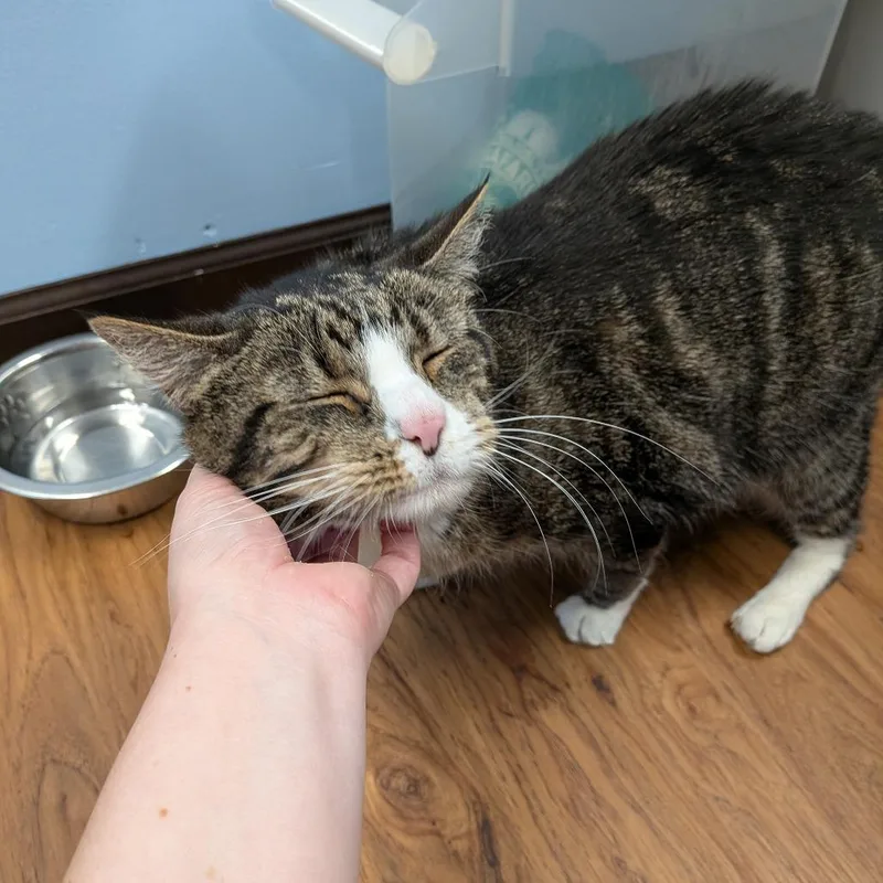 A senior large-sized male Brown / Chocolate Domestic Medium Hair cat named Arlo  Special Needs for adoption in Union, MO
