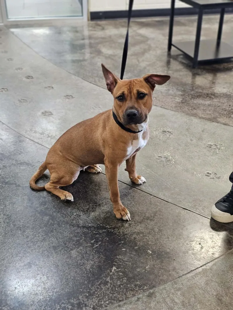 An adult medium-sized female Pit Bull Terrier dog named Brandy for adoption in Rockwall, TX