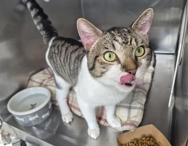 A young medium-sized male Domestic Short Hair cat named Cody for adoption in Staten Island, NY