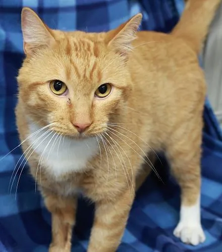 An adult medium-sized male Domestic Short Hair cat named Muggs for adoption in Thief River Falls, MN