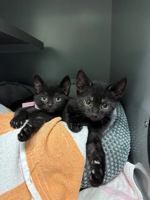 A baby small-sized female Domestic Short Hair cat named Cora for adoption in Leesburg, VA