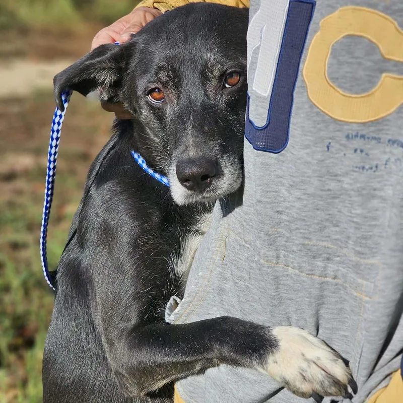 An adult large-sized female Black Labrador Retriever dog named Midnight for adoption in Fort Payne, AL
