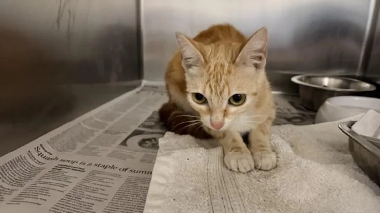 A young small-sized female Domestic Short Hair cat named Fanny for adoption in San Pedro, CA