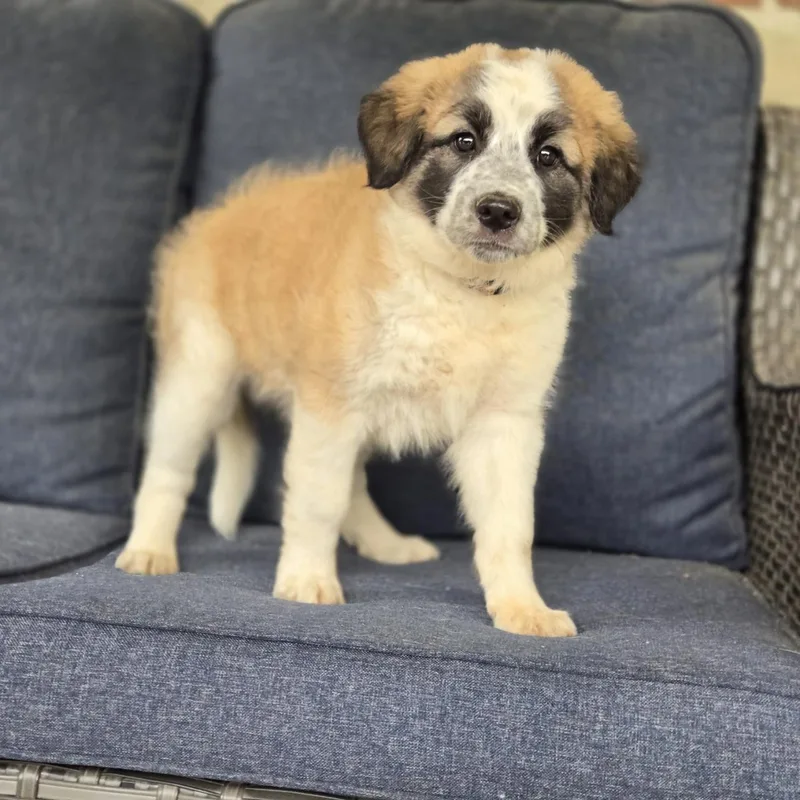 A baby large-sized female Tricolor (Brown, Black, & White) Great Pyrenees dog named Sloane for adoption in Mansfield, TX
