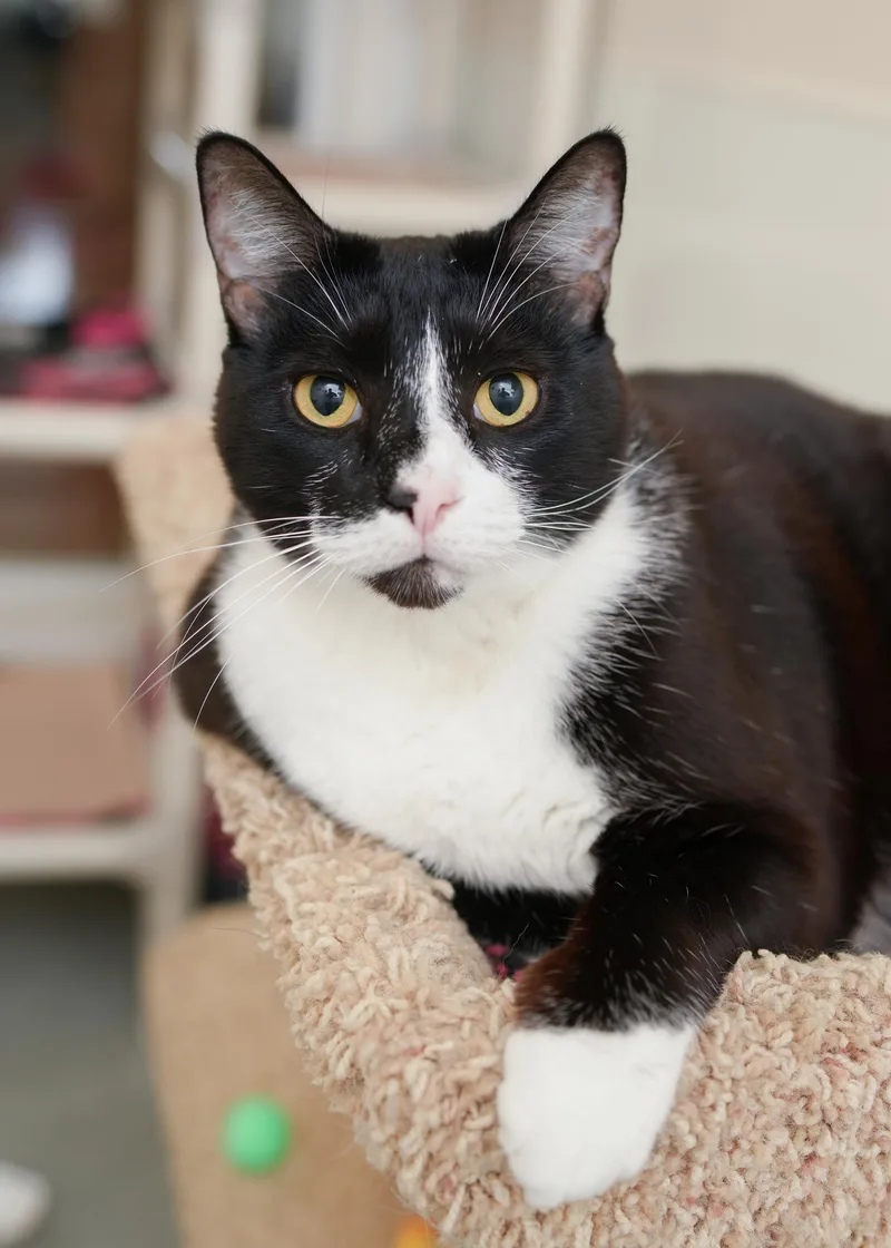 An adult medium-sized male Black & White / Tuxedo Domestic Short Hair cat named Bogart for adoption in Boise, ID