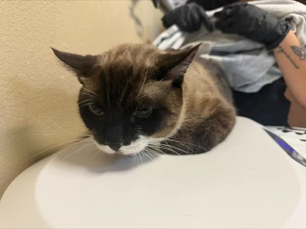 An adult medium-sized male Domestic Short Hair cat named Casper for adoption in Oceanside, CA