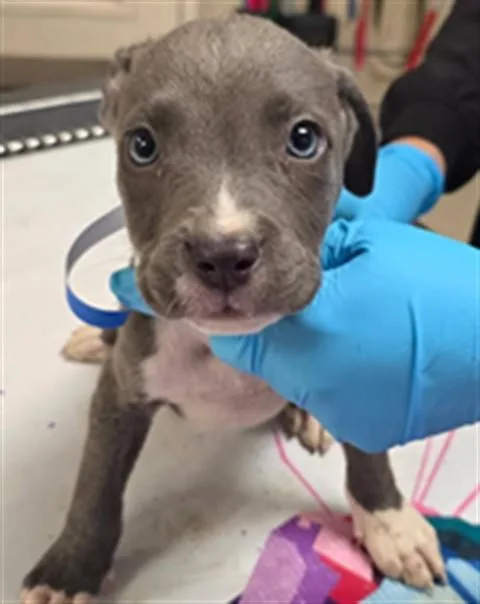 A baby small-sized male Pit Bull Terrier dog named Hazelnut for adoption in Riverside, CA