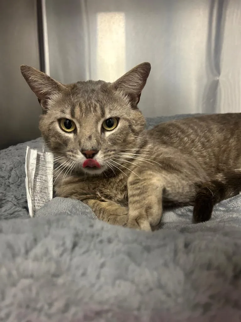 A young small-sized male Domestic Short Hair cat named Guava for adoption in Thousand Oaks, CA