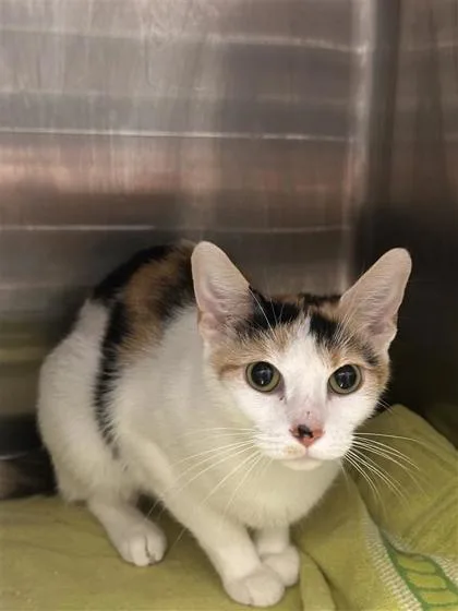 An adult small-sized female Domestic Short Hair cat named Snickers Fka Patches for adoption in West Chester, PA