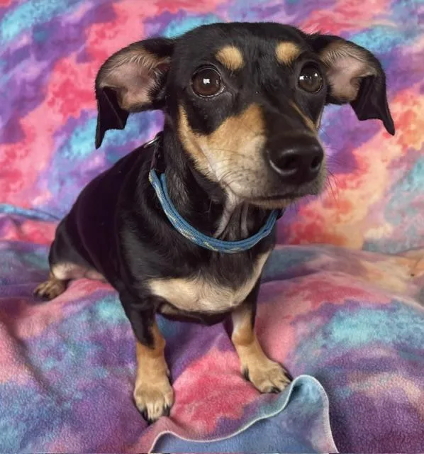 An adult small-sized female Brown / Chocolate Dachshund dog named Bella for adoption in Memphis, TN
