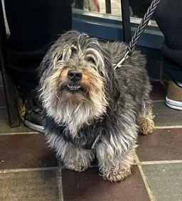 An adult small-sized male Tricolor (Brown, Black, & White) Cairn Terrier dog named Cholula for adoption in Warren, NJ