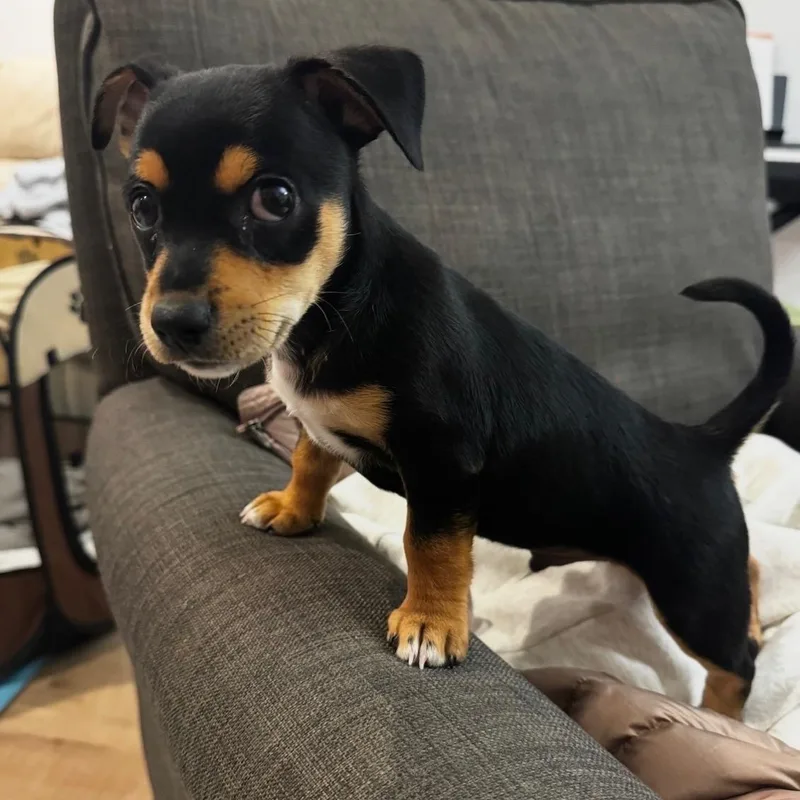 A baby small-sized male Miniature Pinscher dog named Toby for adoption in Newport Beach, CA