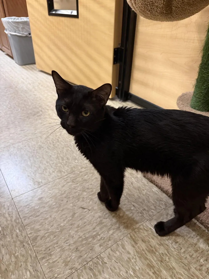 An adult medium-sized male Black Domestic Short Hair cat named Kebob for adoption in Wheaton, IL
