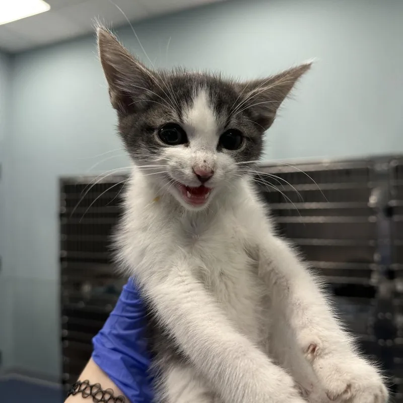 A baby small-sized male Gray / Blue / Silver Domestic Short Hair cat named Bic for adoption in Greensboro, NC
