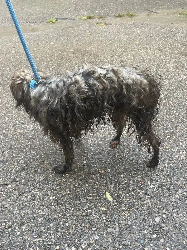 An adult small-sized male Mixed Breed dog named Tanner for adoption in Cincinnati, OH