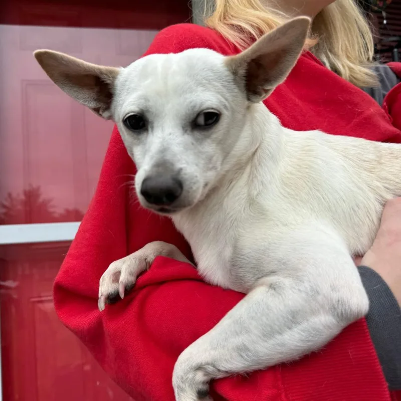 An adult small-sized male White / Cream Chihuahua dog named Jack for adoption in Southside, TN