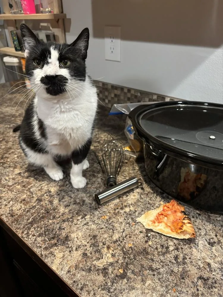 Cleocatra thumbnail 2