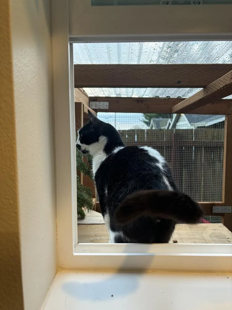 Cleocatra thumbnail 4