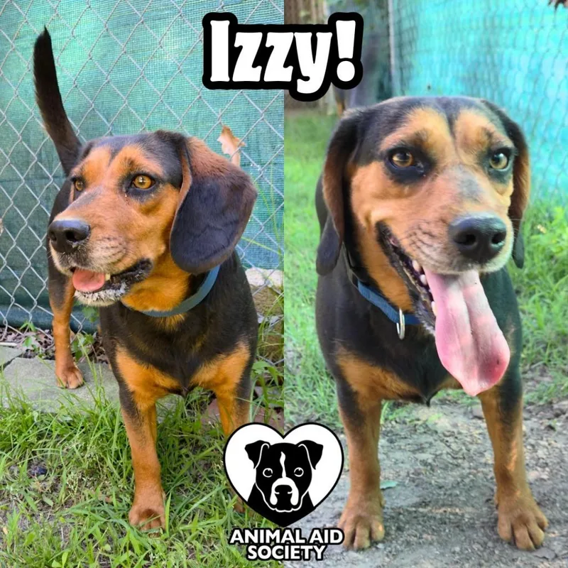 A young medium-sized female Beagle dog named Izzy for adoption in Hampton, VA