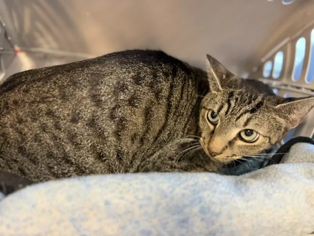 A young small-sized male Domestic Short Hair cat named Coral for adoption in Miami, FL