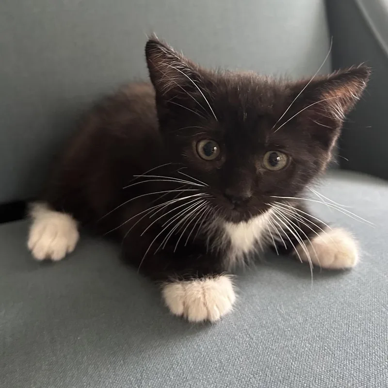 A baby small-sized male Black Domestic Short Hair cat named Saturn for adoption in Hinsdale, IL