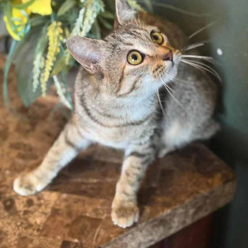 A young medium-sized female Torbie Domestic Short Hair cat named Tofu for adoption in Warr Acres, OK