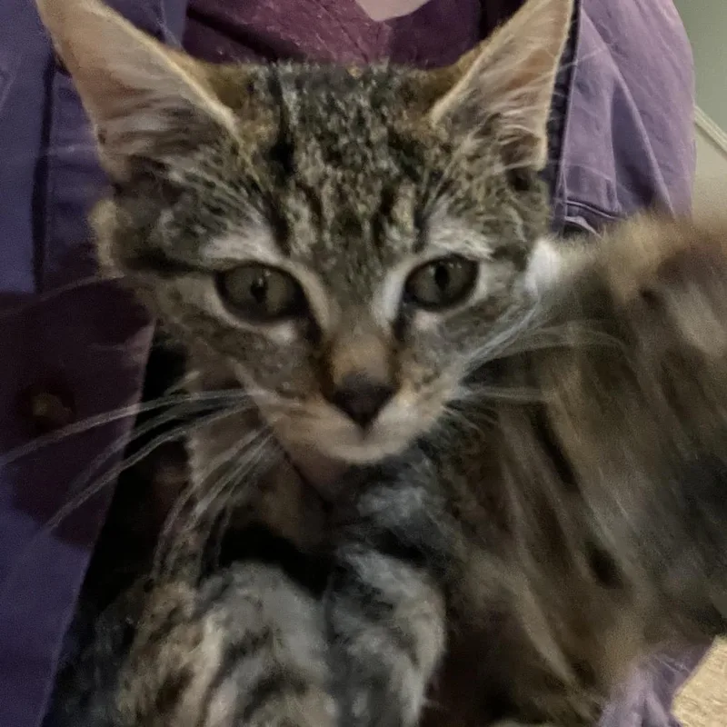 A baby small-sized male Brown / Chocolate Domestic Short Hair cat named Fiero for adoption in Durham, NC