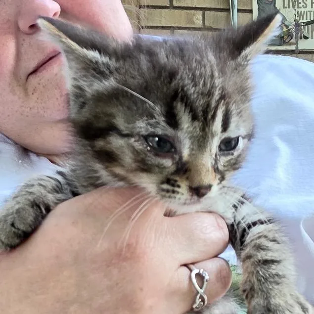 A baby small-sized female Brown / Chocolate Domestic Short Hair cat named Jasmine for adoption in Grantsville, UT